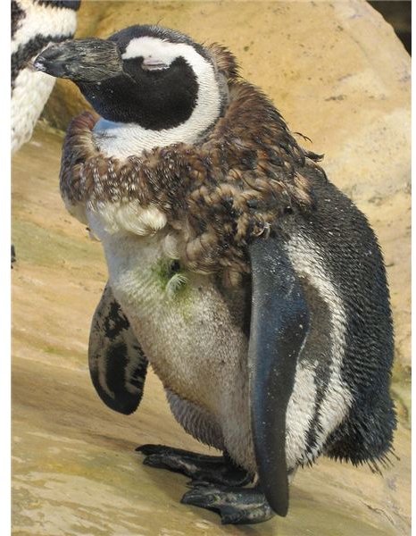 Moulting African Penguin