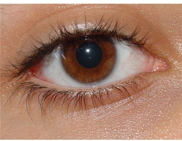 Hazel Eyes and Genetics: How Chromosomes are Responsible for Eye Color