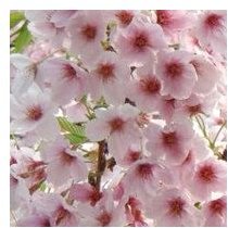 The Japan's Sakura: Cherry Blossom Symbolism