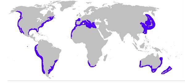Great White Shark Distribution Map
