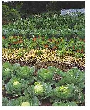 Learn to Start Organic Gardening for a Healthier Planet & a Healthier You