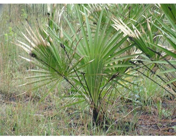 Saw Palmetto for Moodiness in Women