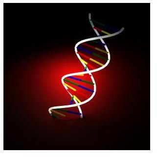 The Structure and Function of DNA as the Molecule of Inheritance: How DNA's Structure Determines Its Function as the Molecule of Inheritance