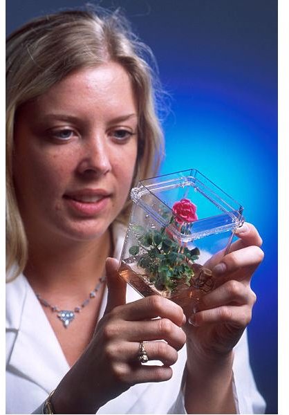 Biotechnician with Engineered Rose