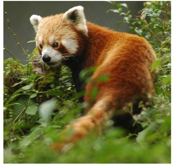 Interesting and Unusual Facts about the Red Panda: Learn about this Adorable Creature