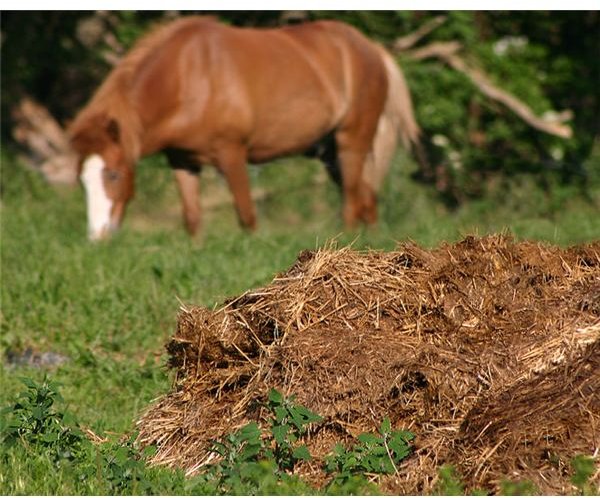 Manure Advice for Use in Gardens: Hints & Tips for Using Animal Manure in Your Vegetable Garden Safely