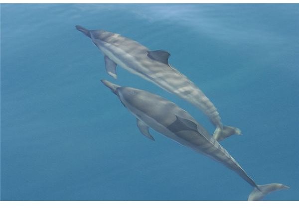 Species Spotlight: Spinner Dolphins