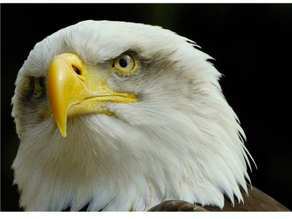 American Bald Eagle