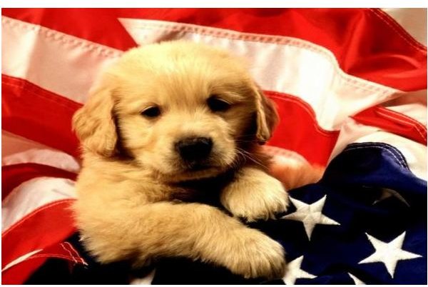American Flag Puppy Wallpaper