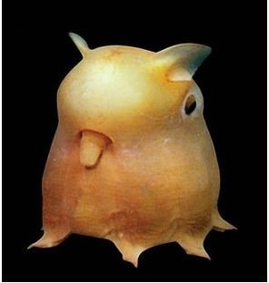 Dumbo Octopus Information : Fun & Interesting Facts