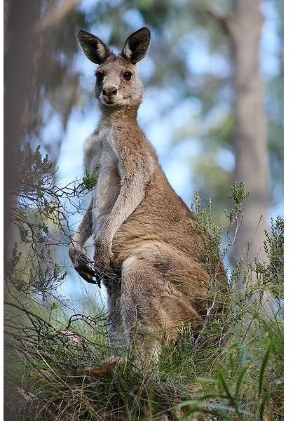 Kangaroo Fun Facts: Learn where Kangaroos Live, What they Eat, & More