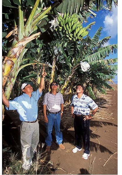 396px-Banana trees farm managers