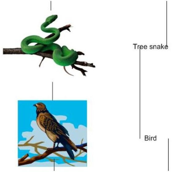 Tropical Rainforest Food Chain - Primary Consumer and the Secondary Consumer