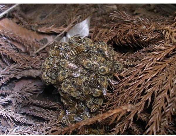 Japanese Honeybees Vs Asian Hornet