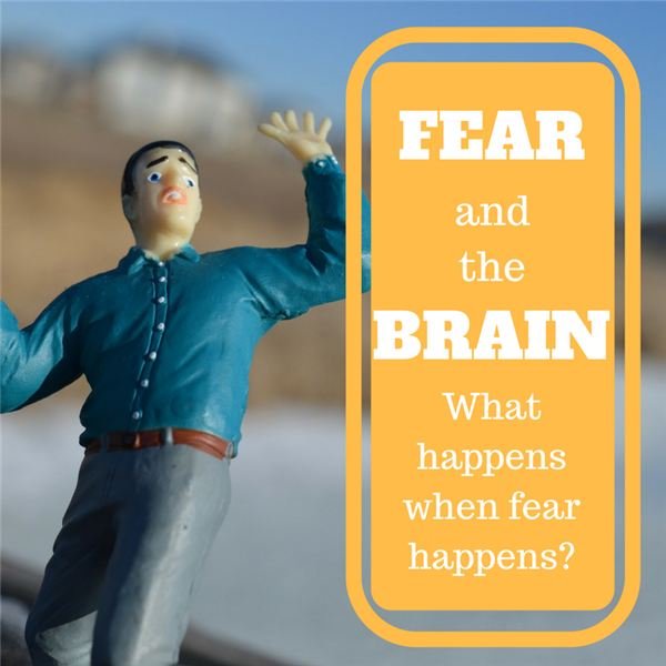 Cause and Effect of Fear in Your Brain