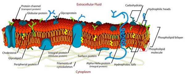Description and Function of the Cell Membrane Study Guide