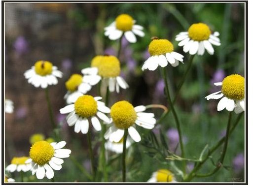 chamomile side effects