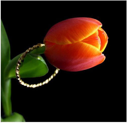 Tulip with Earring