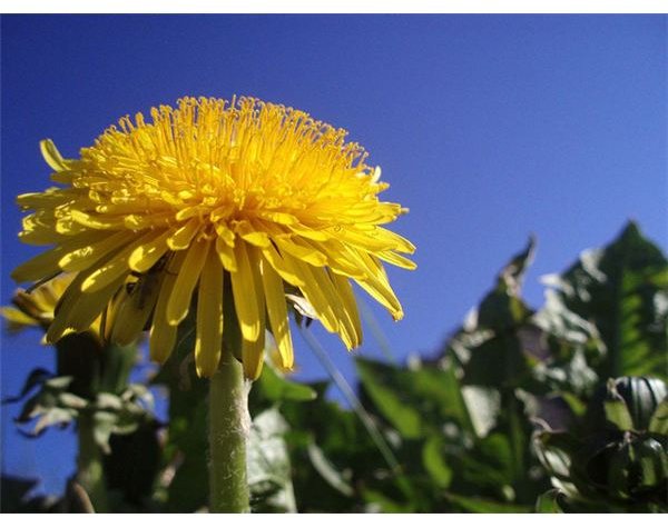 Non-Toxic Dandelion Killer: Homemade and Commercial Choices