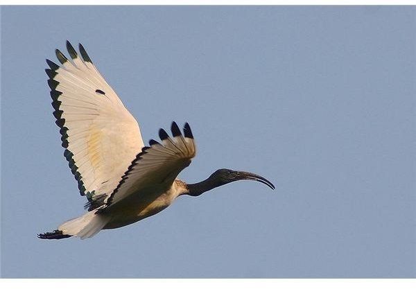 Capturing Photos of Birds in Flight - Tips on Composition