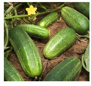 Health Benefits of Cucumbers | Cucumber Juice Recipes