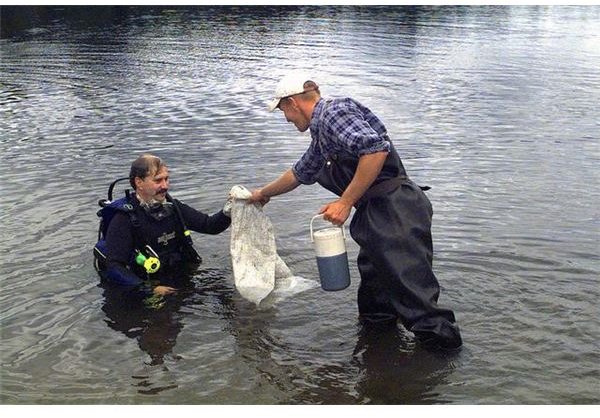 Researchers collecting invasive Eurasian Watermilfoil · DA-SD-03-00978