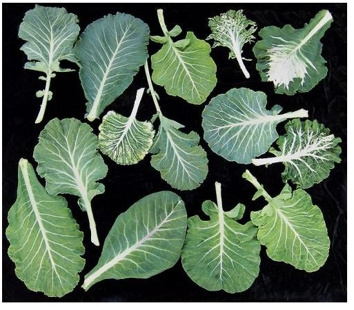 Learn the Health Benefits of Collard Greens