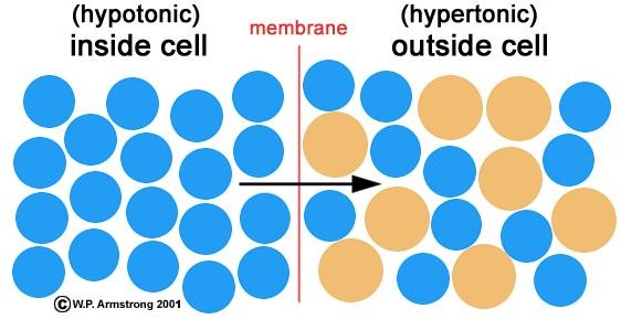 Osmosis and Cells: How Osmosis Works in Cell Membrane ...