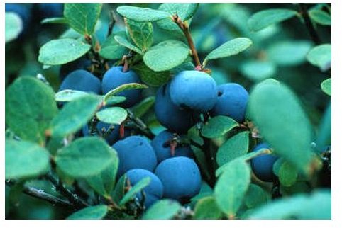Bluberries and Health:  Learn How Blueberries Can Improve Your Health