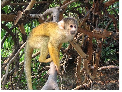 Adaptations of Squirrel Monkeys: What are They and How do They Help?