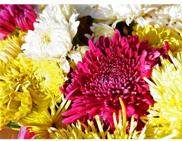 The Chrysanthemum and Pest Control: a Winning Solution