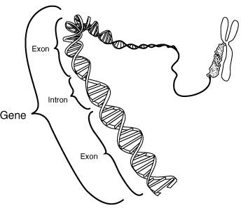 Basic Genetics FAQ: Information for a Basic Understanding of Genetics