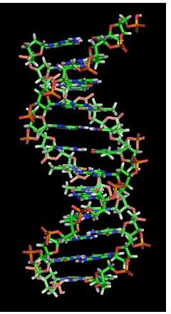 The Basic Structure of DNA and RNA: DNA is more stable than RNA.