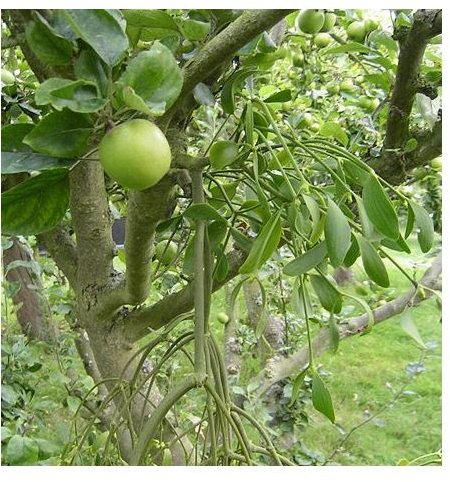 Mistletoe Tea: Learn the Benefits of Mistletoe Tea