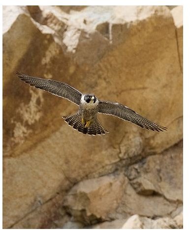 Peregrine Falcon Flying