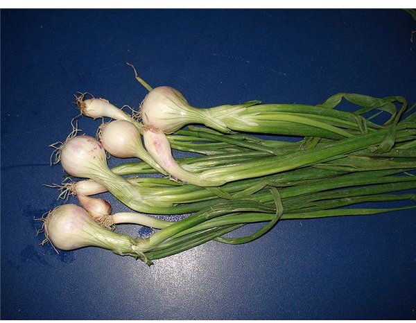 What are Scallions? Find Out About This Flavorful Alternatives to Leeks and Green Onions