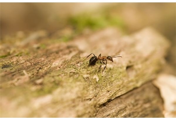 How To Repel Ants Naturally: Non Toxic Ant Killer Recipe