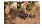 aronia chokeberry free piccs at sxc.hu