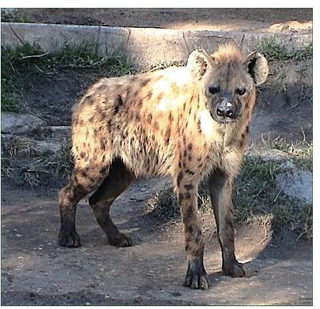 Spotted hyena2