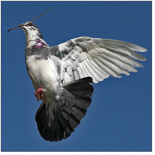 Flying Pigeon