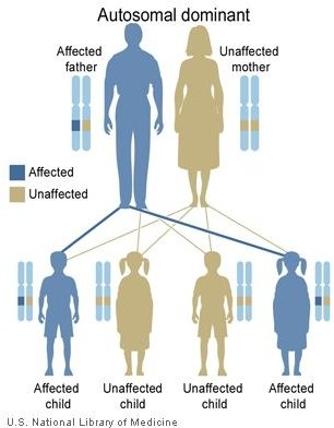 Tuberous Sclerosis Gene on Chromosome 16: A Closer Look at a Tuberous Sclerosis Gene