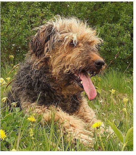 Airedale Terrier