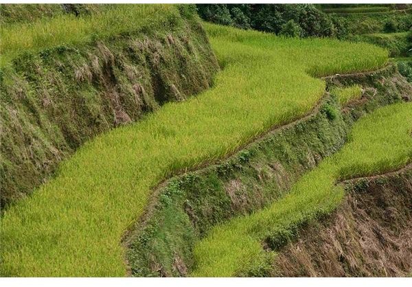 800px-Banaue Rice Terrace Close Up