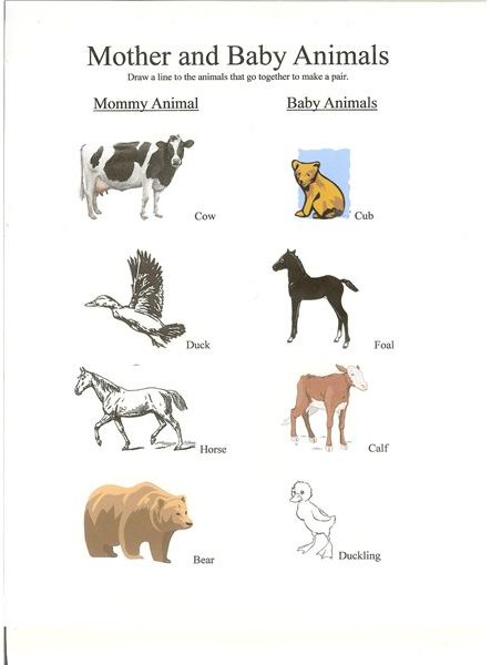 Preschool Lesson Mother And Baby Animals With Free Worksheet