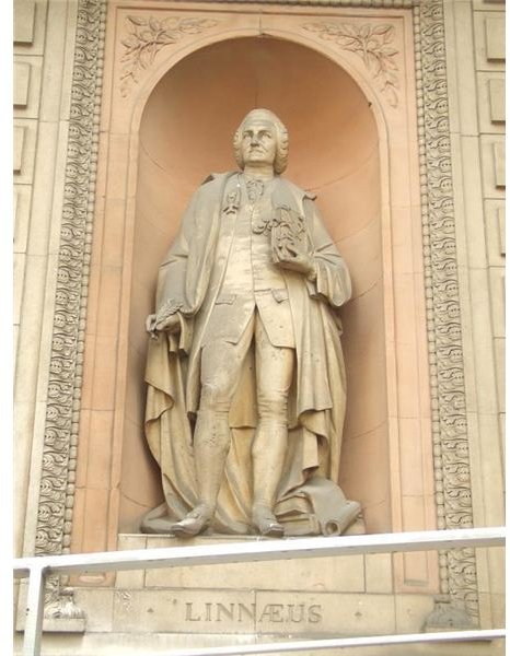 Statue of Linnaeus