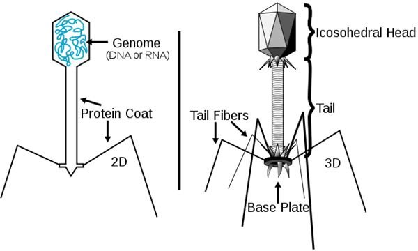 Bacteriophages: Viruses that Attack Bacteria