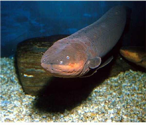 What are Facts about Electric Eels: How do they Work