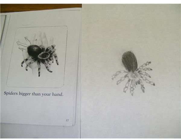 Hairy spider drawing