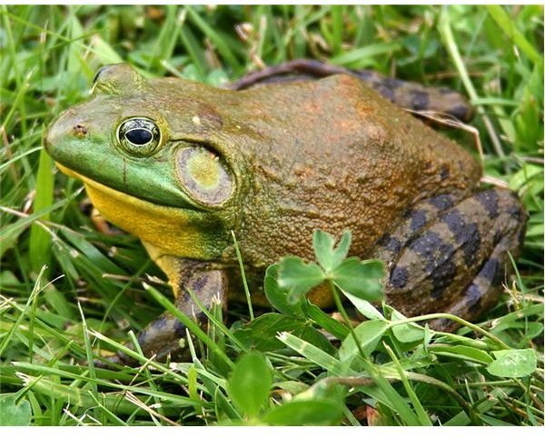 North America Bullfrog: Habitat, Diet, Reproduction, Characteristics and Human Use