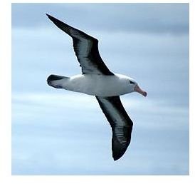 Endangered Species: Albatross